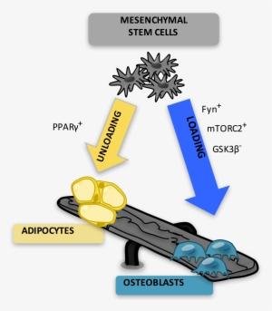 Marrow Adipocytes Are Derived From Mesenchymal Stem - Adipocyte Osteoblast