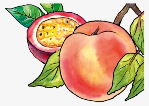 Onken Naked Peach & Passion Fruit - Mcintosh