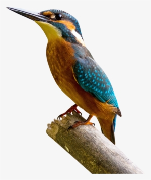 Sign Up Newsletter - Phoenix Os 1.5 0