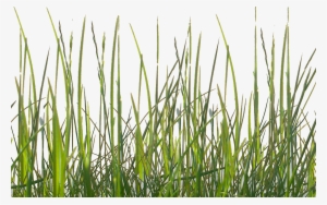 Grass Png Texture