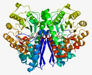 Prostatic Acid Phosphatase Structure