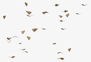 Butterfly Swarm Stock By Clipart Freeuse Library - Transparent Butterflies