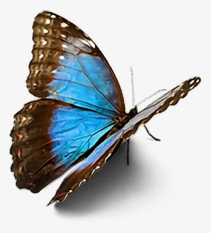 Butterfly Sticker Picsart
