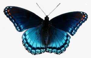 Butterflies Clipart Realistic - Clip Art Realistic Butterfly