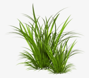 Herbe