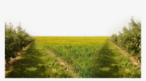 Nature Png