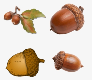 Acorns - Acorns Png