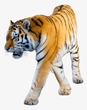 Tiger With White Background
