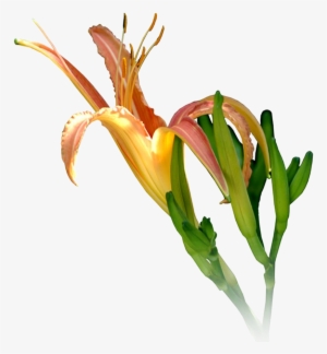 Ganesh Png High Resolution - Adobe Photoshop