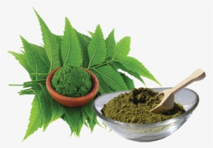 Neem Powder - Botanical Name Of Neem