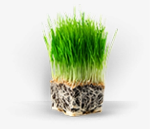 Truhealth Lawn Plan By Trugreen - Wheat Grass