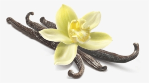 Vanilla Flower Closeup - Vanilla Png