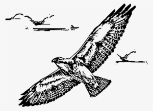 This Free Icons Png Design Of Swainsion Hawk In Flight