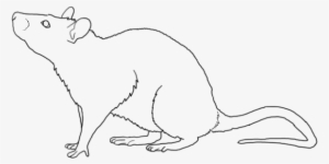 Rat Lineart By Ashleyphotographics On Deviantart