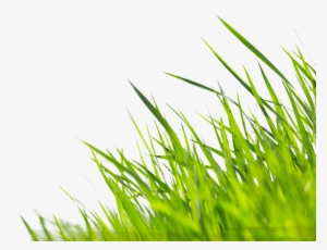 Let Us Do The Bragging For You Submit Your Photo To - Garden Grass Png