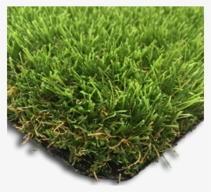 Product Details - Lawn