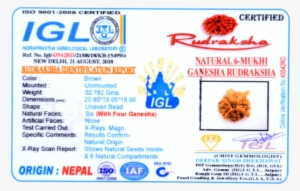 6 Mukhi Ganesha Rudraksha 4 Trunks Size - 16 Mukhi Rudraksha Nepali