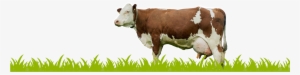 Dairy Cow Png - Grass With Cow Png