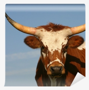 Texas Longhorn