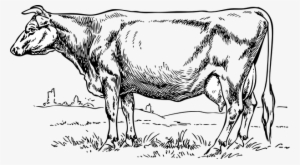 Cow Farm Animal Mammal Standing Field Catt - Cow Clip Art