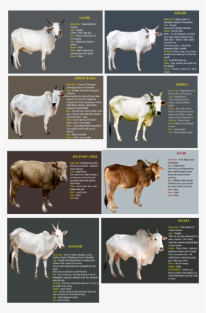 It Is Observed That When Official Data Records The - Indian Cow Breeds Name