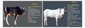 Picture - Cow Breeds In Nepal