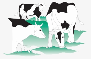 Cows - Zoom - Dairy Cow