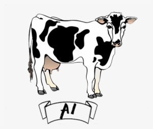 Among The Caseins, Beta Casein Is The Second Most Abundant - Steer