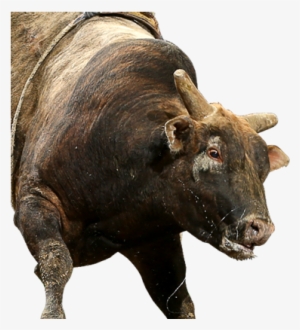 Indian Medicine Coyote Ugly, Professional Bull Riders, - Bull Riding