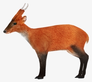 Untitled-3 - Zoo Tycoon 2 Muntjac