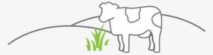Birth - Cattle