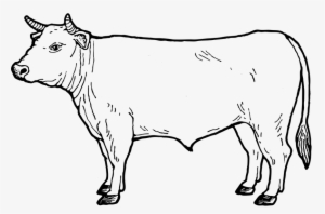 Drawn Cow Beef Cattle - Entrecôte