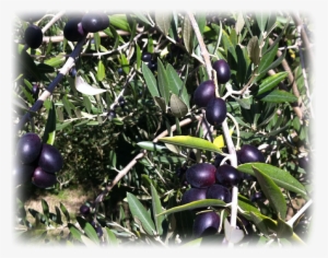Olive Clipart Jamun Fruit - Berry