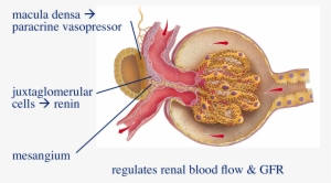 Renal Mesangium Related Keywords & Suggestions - Pedicle Of Renal Corpuscle