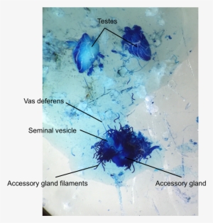 Female Cricket - - Male Reproductive System Of Locust