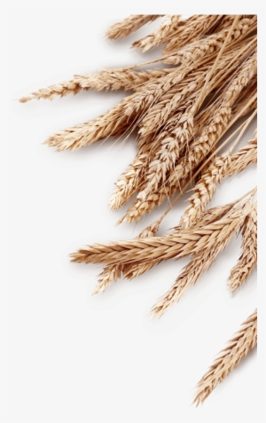 Wood Background - Wheat Background Png
