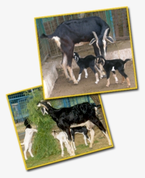 Feeding Lactating Does - Lactation