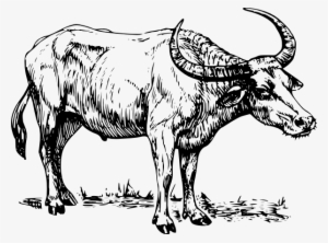 Water Buffalo Clipart Indian Buffalo - Carabao Black And White Clip Art