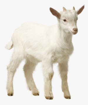 Free Images By Pngtree - Sheep