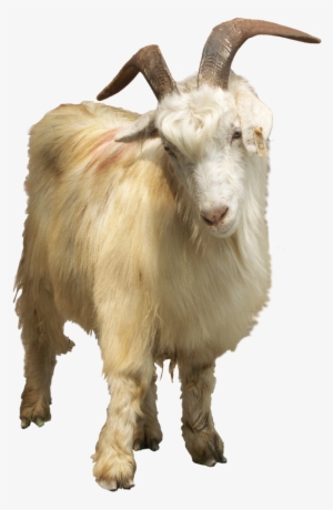 15 Goat Horn Png For Free Download On Mbtskoudsalg - Goat