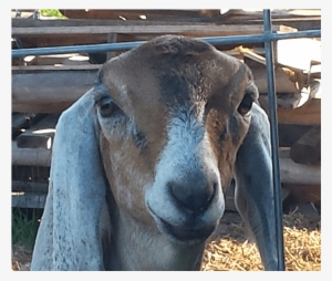 A Jolly Old Goat Gets His Check-ups At Lee's Summit - Livestock