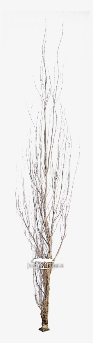 Populus Simonii - Pond Pine