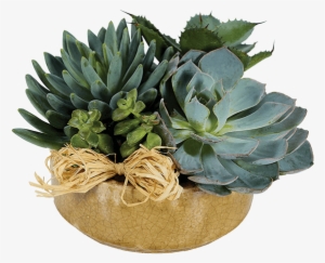 Succulent Plant - Florists - Com - Plants - Succulent Garden - Regular