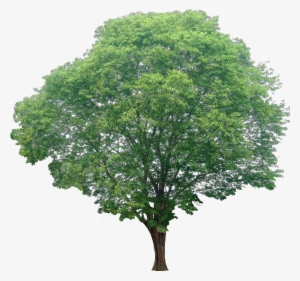 20 Free Tree Png Images - Transparent Background Cut Out Srubs Plants