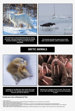 Arctic Animals - U S Fish And Wildlife Service Canvas Art Pacific Walrus