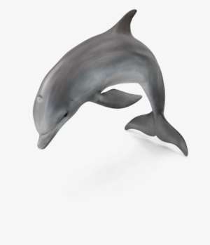 Dolphin Png Pic - My First Yapese 200 Picture Word Book