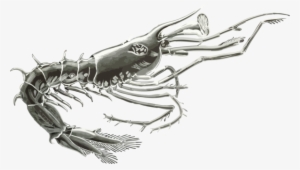 Crab Drawing Crustacean Computer Icons Shrimp - Clip Art