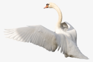 Share This Article - Svane Png