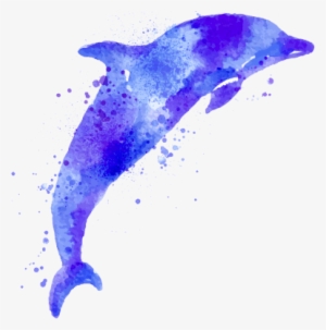 See The Formations - Common Bottlenose Dolphin