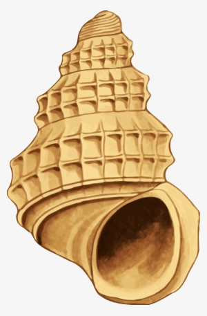 Shell Clipart Yellow Sea - Sea Shell 39